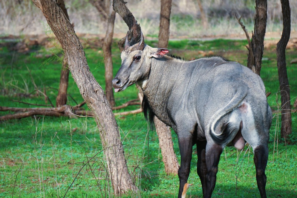 nilsmind's tweet photo. It's common/Hindi name nilgai: neel = blue + gai = cow, but it's an antelope

As big as cattle fully grown, the largest antelopes in Asia 

Nilgai, Boselaphus tragocamelus
1. male, Gir; 2. female, Gir; 3. female, Bharatpur w/ a graylag 
Jun'22, Jan'23
#animalsofindia #indiaves https://t.co/OnOM8vZa3k