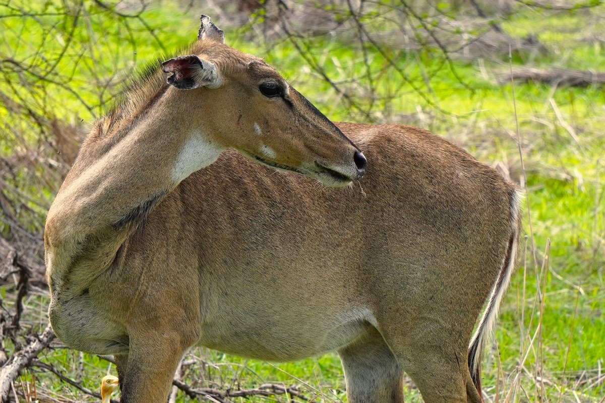 nilsmind's tweet photo. It's common/Hindi name nilgai: neel = blue + gai = cow, but it's an antelope

As big as cattle fully grown, the largest antelopes in Asia 

Nilgai, Boselaphus tragocamelus
1. male, Gir; 2. female, Gir; 3. female, Bharatpur w/ a graylag 
Jun'22, Jan'23
#animalsofindia #indiaves https://t.co/OnOM8vZa3k
