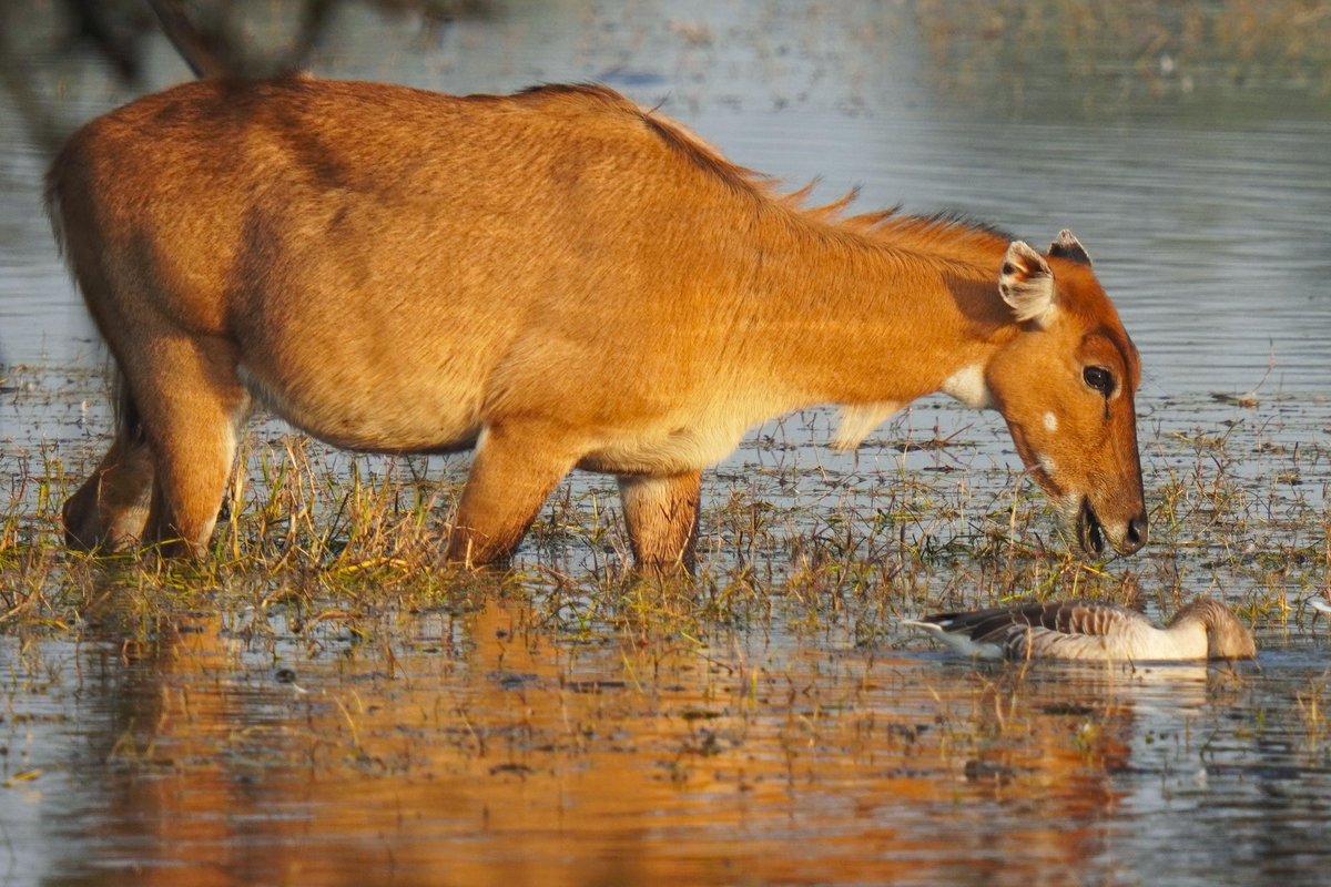 It's common/Hindi name nilgai: neel = blue + gai = cow, but it's an antelope

As big as cattle fully grown, the largest antelopes in Asia 

Nilgai, Boselaphus tragocamelus
1. male, Gir; 2. female, Gir; 3. female, Bharatpur w/ a graylag 
Jun'22, Jan'23
#animalsofindia #indiaves