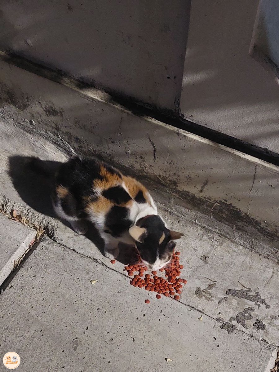 Guys, aku nemu kcg! calico pakai kalung anti kutu warna merah dan sudah steril di depan rumahku di daerah Pasar Minggu, Jaksel. Awal dia dateng ngeong-ngeong dan mau dielus, curiga dia nyasar. Jika ada yg merasa kehilangan bisa dm ke akun sender @..billanganganjil thank youu