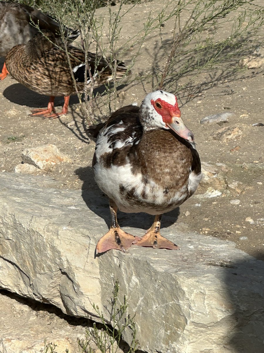 endoadenoandme's tweet image. Hey #asktwitter. What kind of duck is this? Double the size of the other stockentes… and looked half like a Turkey! Never seen one of these before…

#birding #BirdTwitter