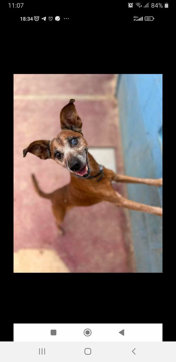 Curro,8añitos..busca hogar.Es un amor de perro.Adopta:<a href="/LASAnimal/">La Sonrisa Animal (Lasa)®</a> escribe:adopcion.lasanimal@gmail.com Está en Sevilla y puede viajar🤩