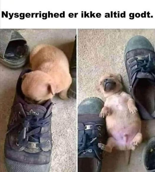 rasmusvikingen's tweet photo. Stærke sager.
#softhumor https://t.co/C36yDQA7MZ