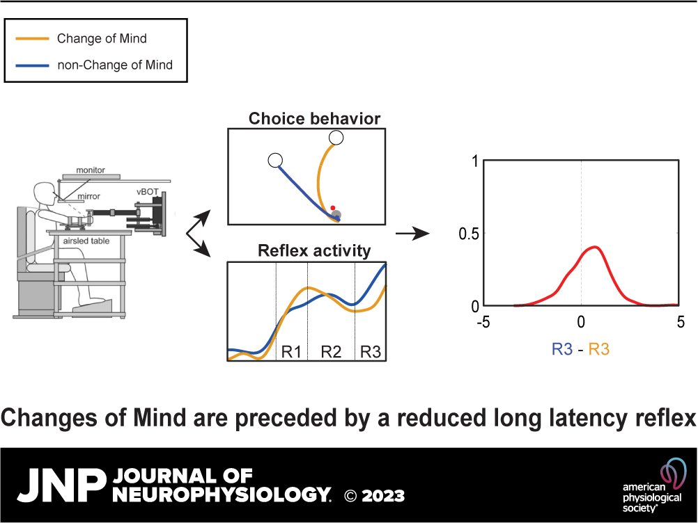 Excited to announce the 1st paper of my PhD with Luc Selen and @pmedendorp in @JNeurophysiol. We show that changes of mind during reaching are preceded by reduced long latency reflexes: continuous flow of the internal decision process!

journals.physiology.org/doi/full/10.11…