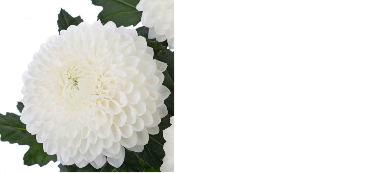 Silent Improved, een prachtige witte pluischrysant van <a href="/Deliflor/">Deliflor Chrysanten</a> Dit ras is een meesterwerk, een harmonieuze combinatie van decoratieve en pomponachtige kenmerken met een unieke schoonheid. <a href="/zentoo_nl/">Zentoo</a> introduceert dit ras eind week 37 op de markt!

#chrysanten #deliflor