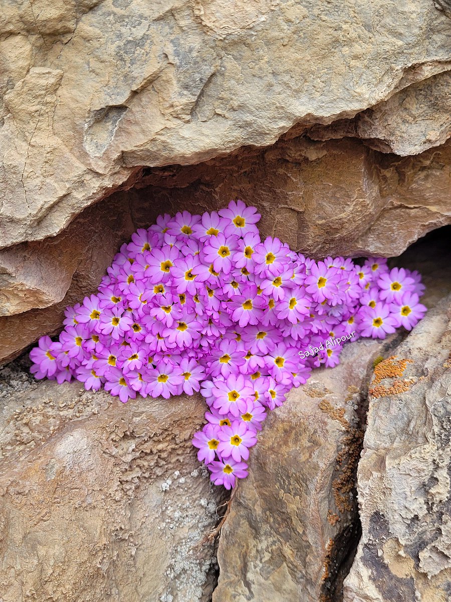 Hi everyone  , I'm looking for  Botanist,  Ecologist, and Horticulturist roles. I would appreciate your support.  Thank you in advance for any connections or opportunities you can offer.
