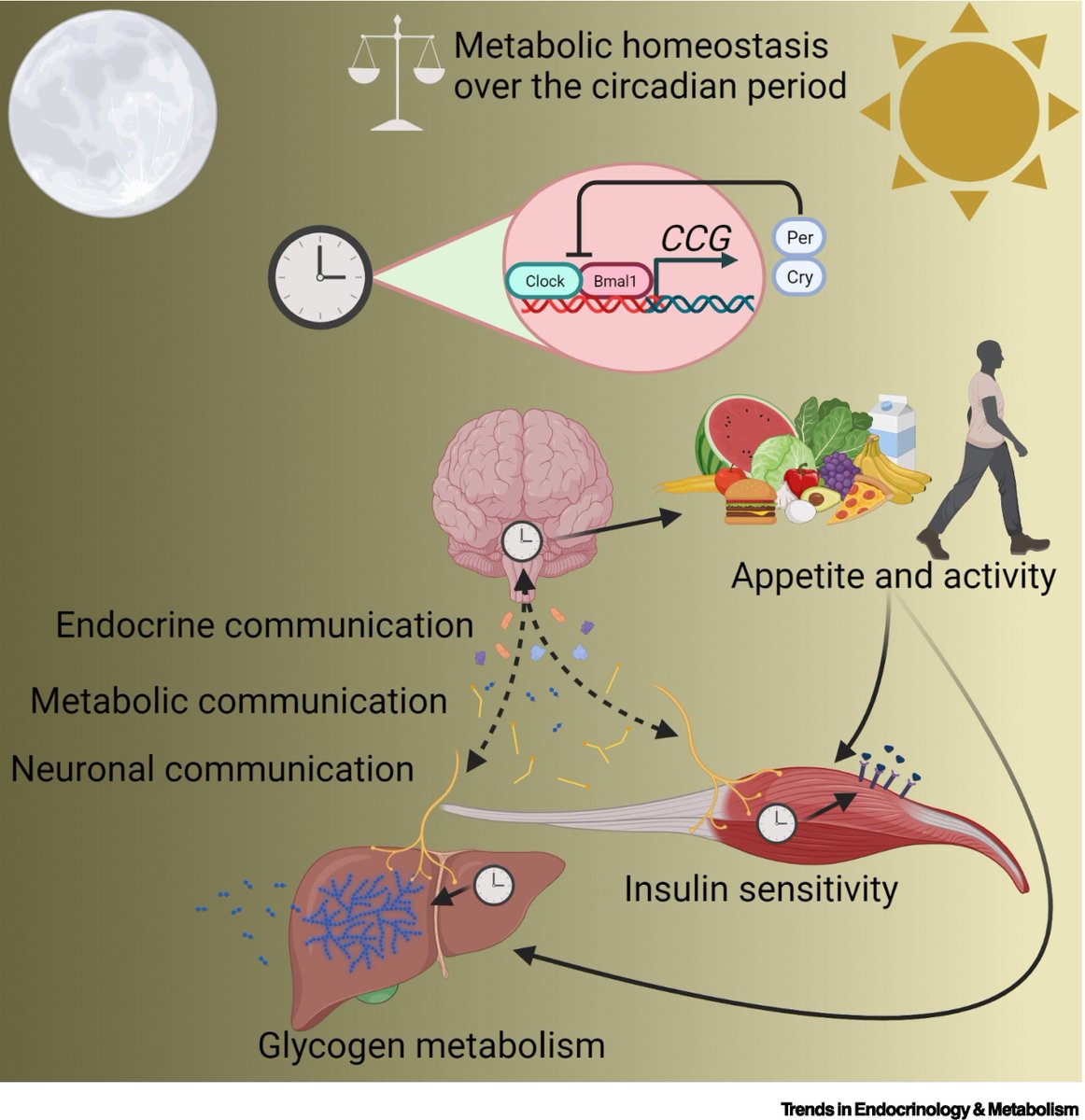 heniek_htw's tweet image. We highlight role of the nervous systems in regulating #metabolism beyond the classic #hypothalamic #endocrine signaling models and discuss contribution of #circadian rhythms, higher #brain regions, and sociodemographic variables in #energy equation
sciencedirect.com/science/articl…