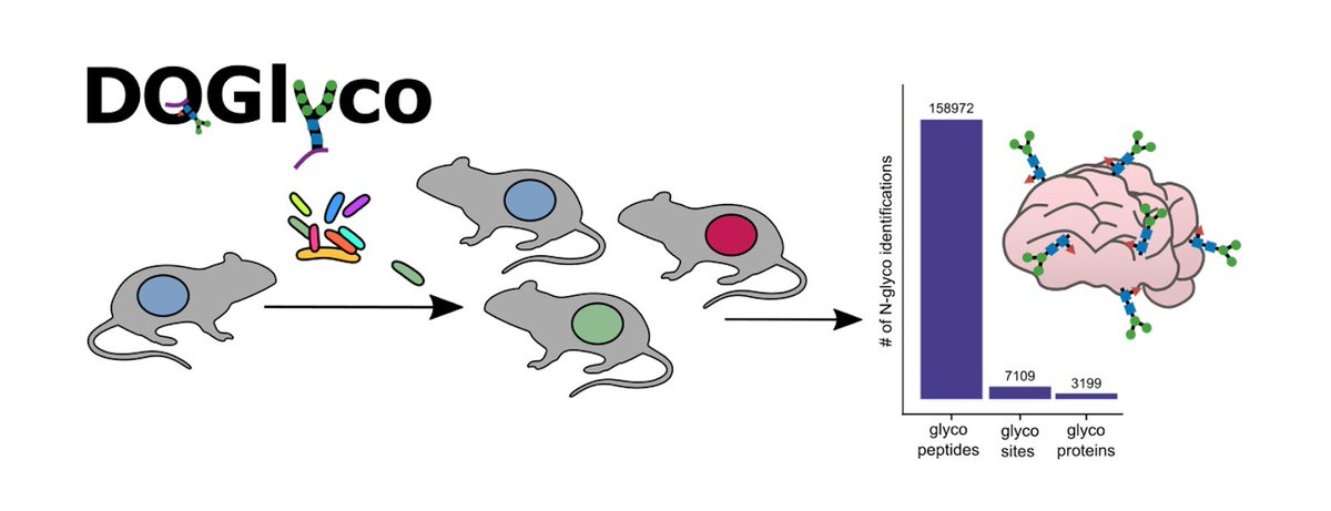 We are happy to present our workflow DQGlyco enabling the in-depth quantification of glycoproteome dynamics. In total, we characterize &gt; 150,000 glycoforms in the mouse brain. tinyurl.com/DQGlyco