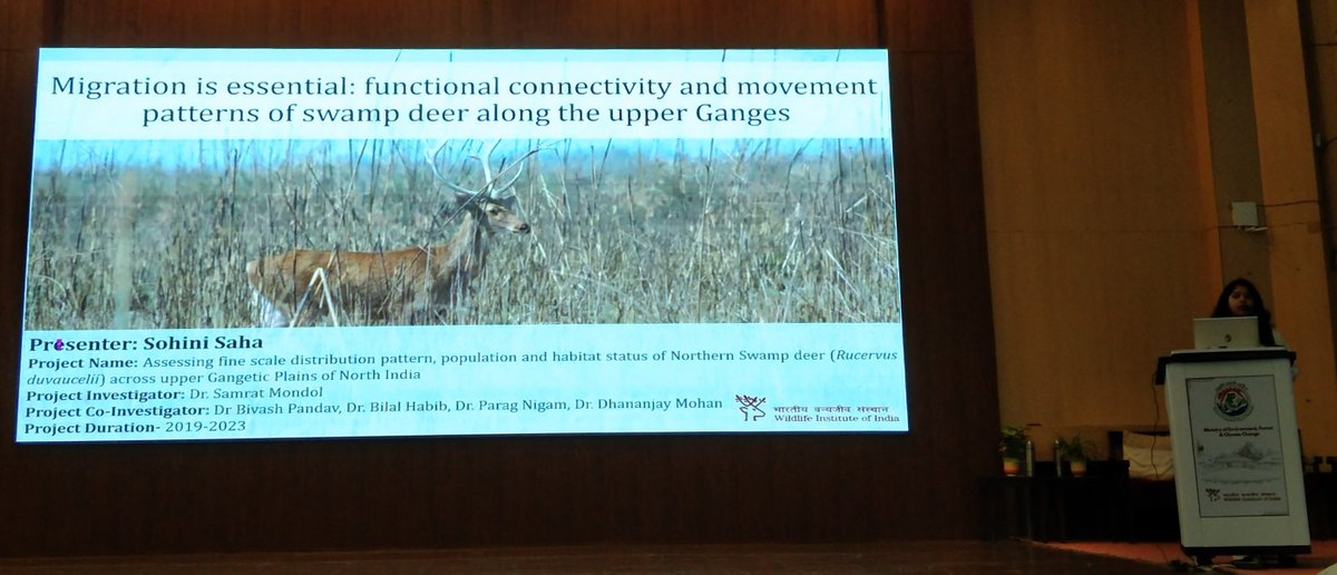 Functional connectivity in northern swamp deer population across fragmented, human-dominated landscape along Gangetic Plains, India. Migration is the key for species survival #deerecology #habitatfragmentation #populationconnectivity #IARS2023 #movementroutes @moefcc, @wii_india,