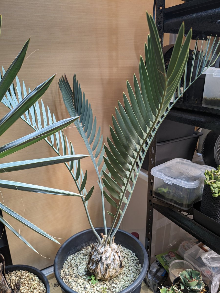 我が家の至宝、エンセファラルトス ミドルバーゲンシス様がやっと