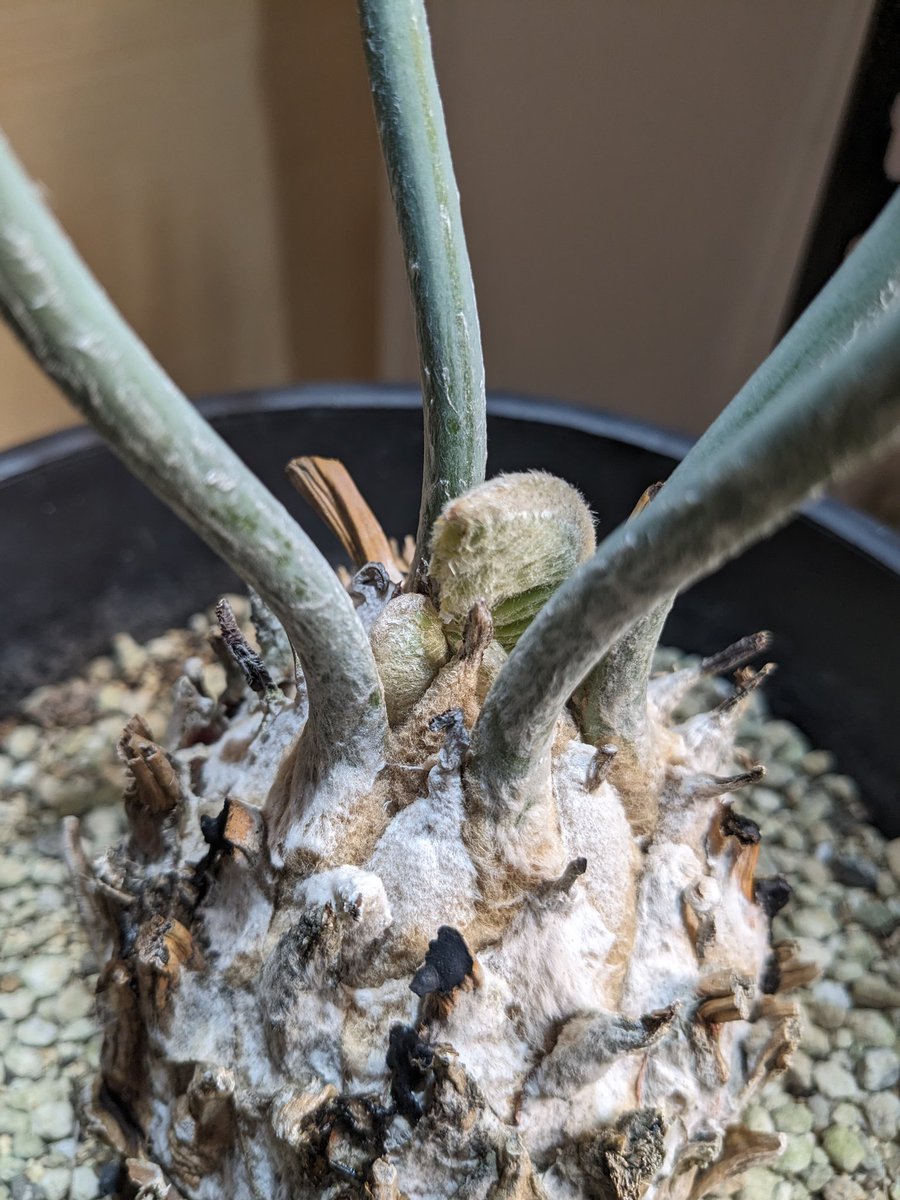 我が家の至宝、エンセファラルトス ミドルバーゲンシス様がやっと