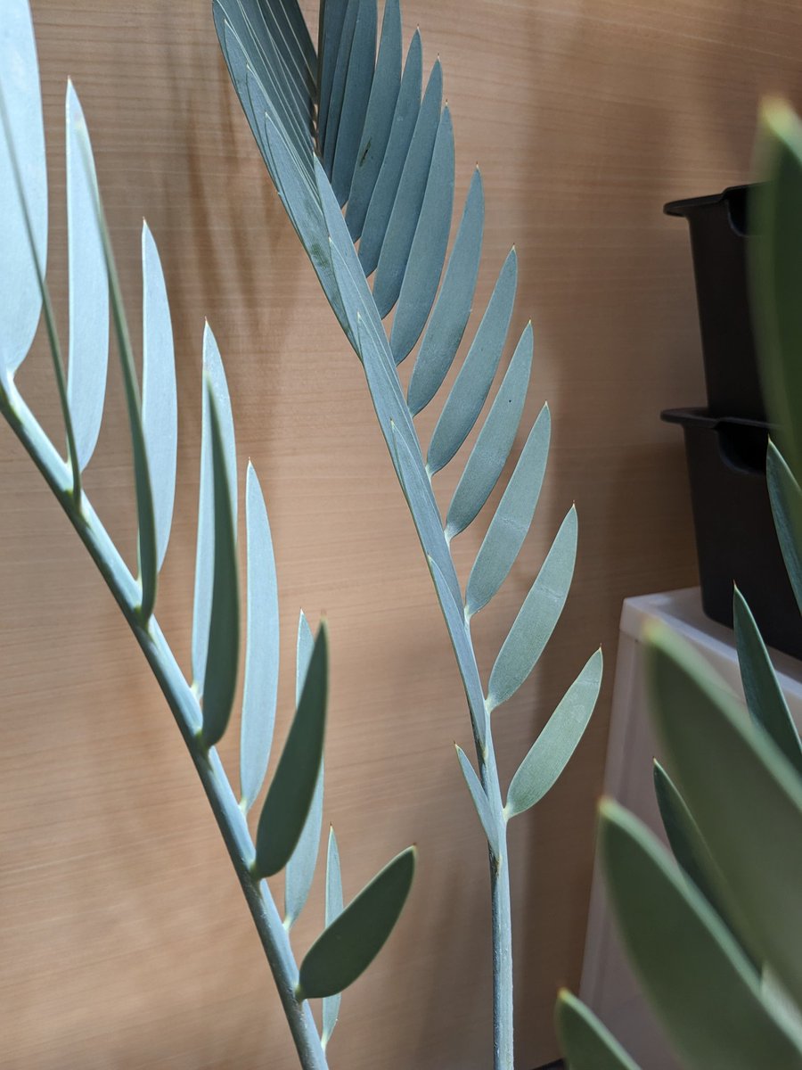 我が家の至宝、エンセファラルトス ミドルバーゲンシス様がやっと