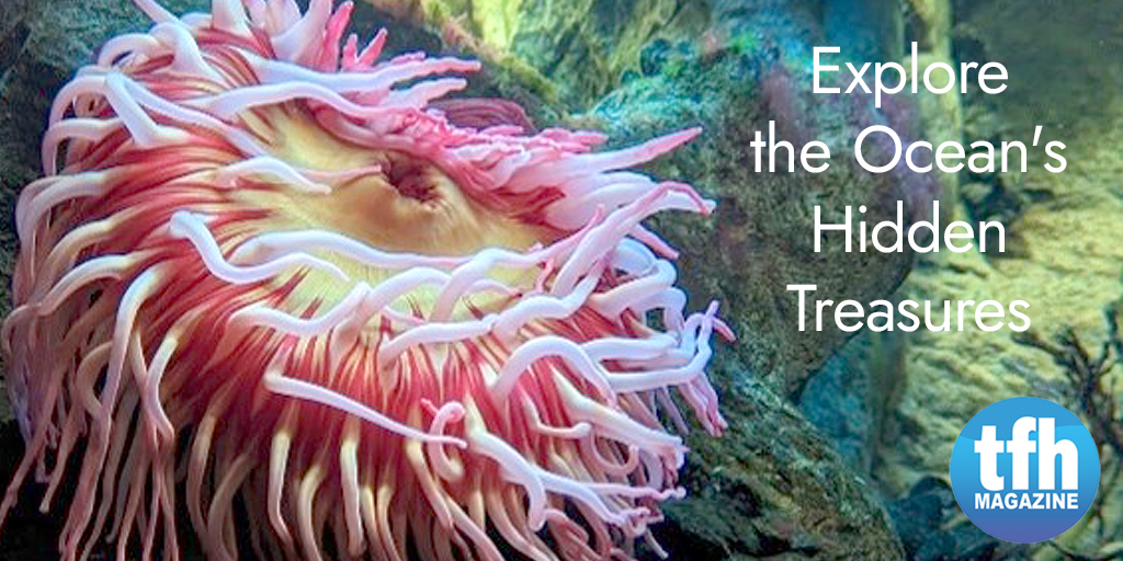TFHmagazine's tweet image. From photos of radiant anemones and rare fish to advice for home aquariums and ponds, TFH has your favorite freshwater and saltwater topics covered. Subscribe now and save!

hubs.li/Q020fkhj0

#TropicalFishHobbyist #subscribe #fishmagazine