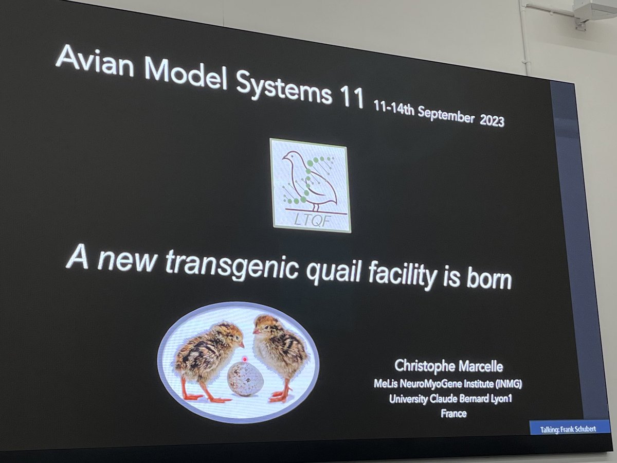 acestreit's tweet photo. Christophe Marcelle presenting on transgenic quails- #avianmodels11 https://t.co/6mOrlf6Gbb