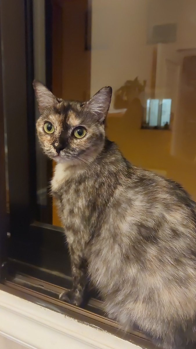 pabloleopard2's tweet image. Por cierto Moon después de dejarme los riñones en un veterinario competente, operarla y mimarla mucho está más sana, más guapa y más peluda. 
Y más grande y gorda, que para un bicho que vomitaba todo lo que comía tiene mérito.