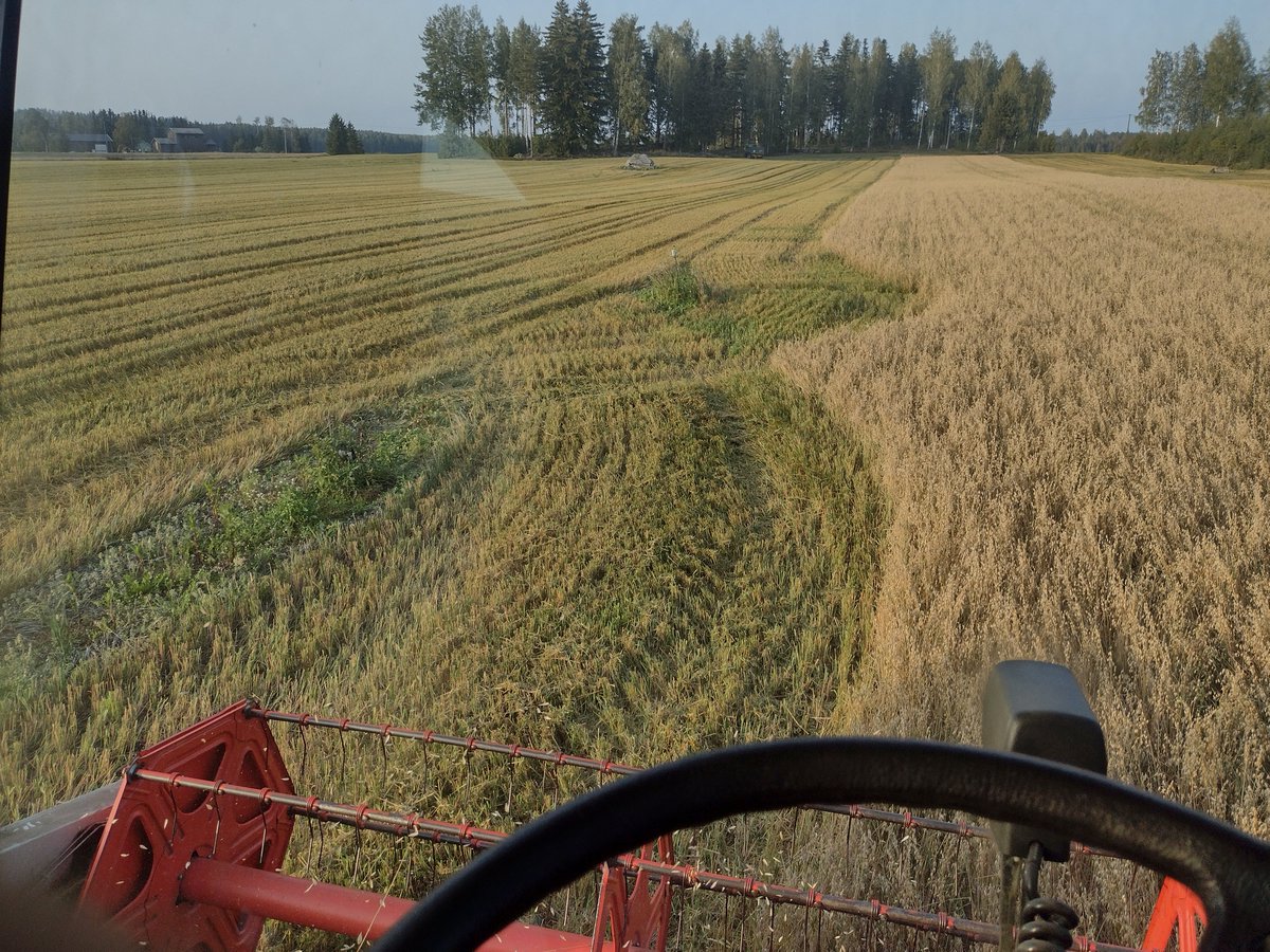 #CarbonAction -hiilitilan 5 vuotisen tutkimuksen viimeinen puinti tehty. Tällä lohkolla todennettu kerääjäkasvien vaikutusta hiilensidontaan. Tutkimus on tuottanut paljon uutta tietoa, taitoja ja ystäviä. Mutta oppiminen jatkuu edelleen #stnMulta #fieldobsevatory #metrinmaanäyte