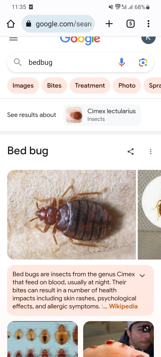 KosMais's tweet photo. @LuvEvelynClaire There is a chance this is a bedbug. Double check your bed. These things are not messing around https://t.co/jbyshdsGWI