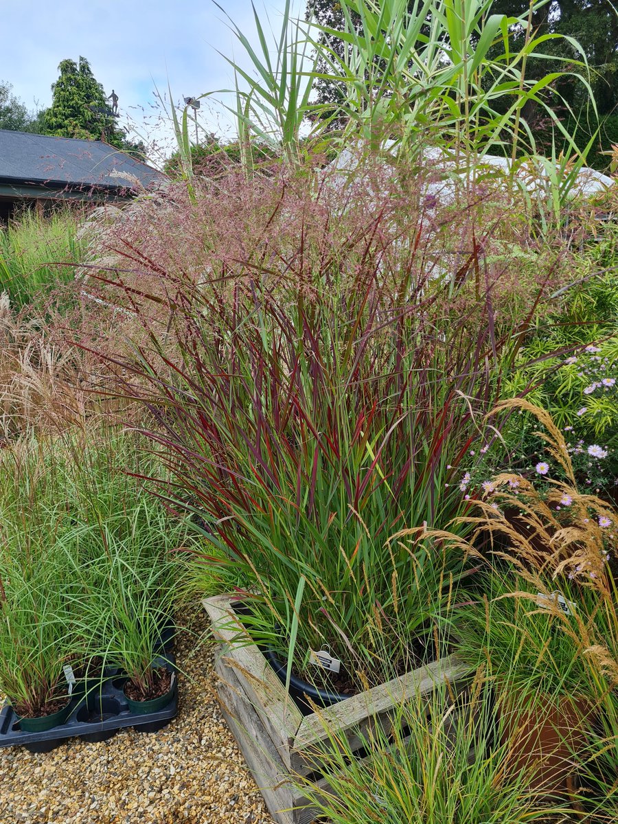 NEW PLANT LAUNCH We are delighted to introduce our new selection Panicum Merlot which is chosen for the UK climate. After a decade of trialling Merlot offers masses of airy pinky red flowers & foliage that develops many shades of wine red & purple shades as the season progresses