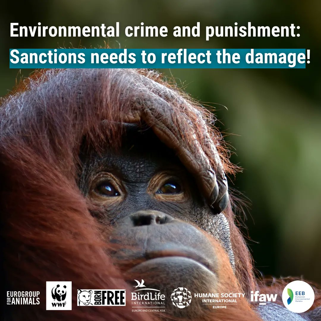 The 🇪🇺 is a major importer & transit hub of trafficked wild #animals as current sanctions are too low to dissuade criminals.

Serious sanctions against #environmentalcrime are needed NOW to protect animals & #biodiversity! 💚

#StopEnvironmentalCrime