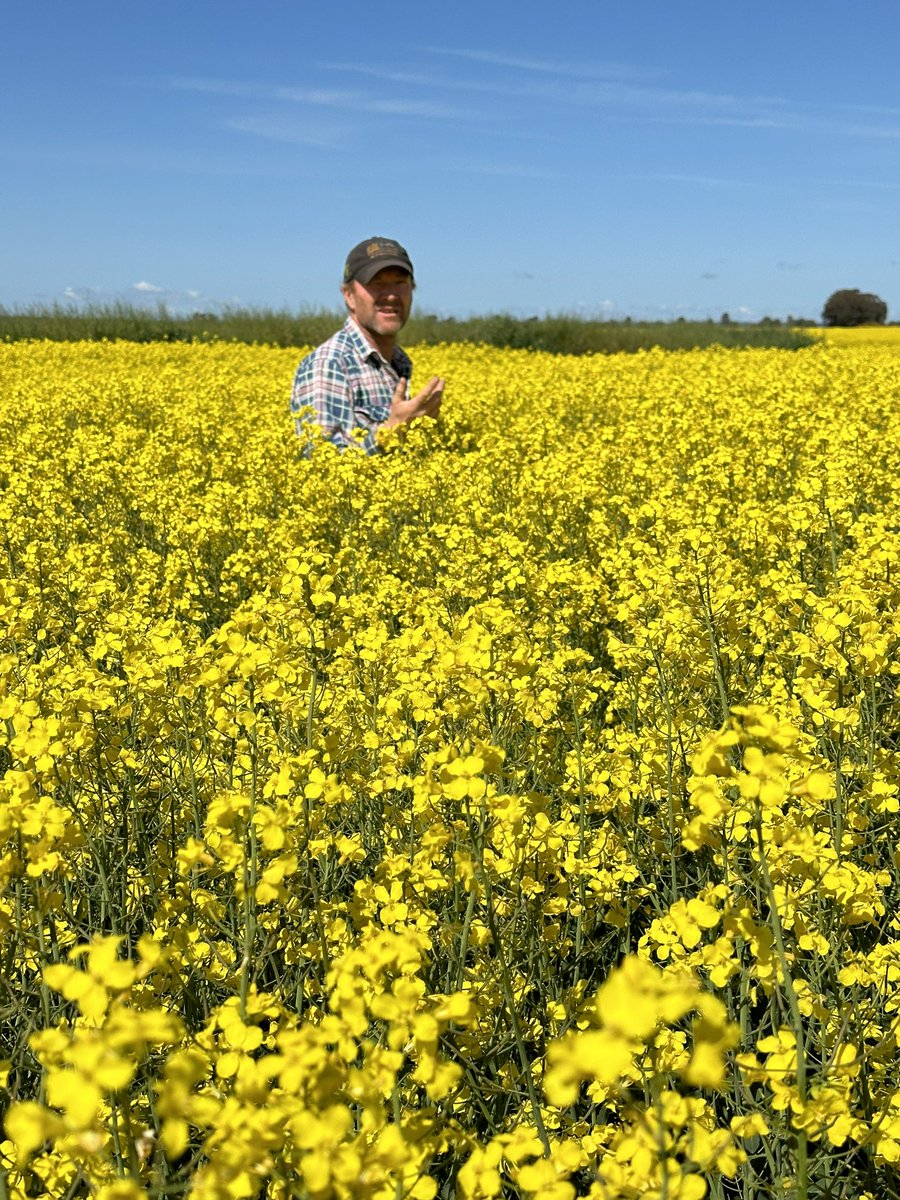 TT hybrids setting up for a solid finish after a wet start in southern NSW. Punching down a taproot to help survive the warmer September temps. Love the crop competition from hybrids + 250mm rows + diverse chemistry options on a vetch fallow. @Pontaragrain @WeedSmartAU #big6