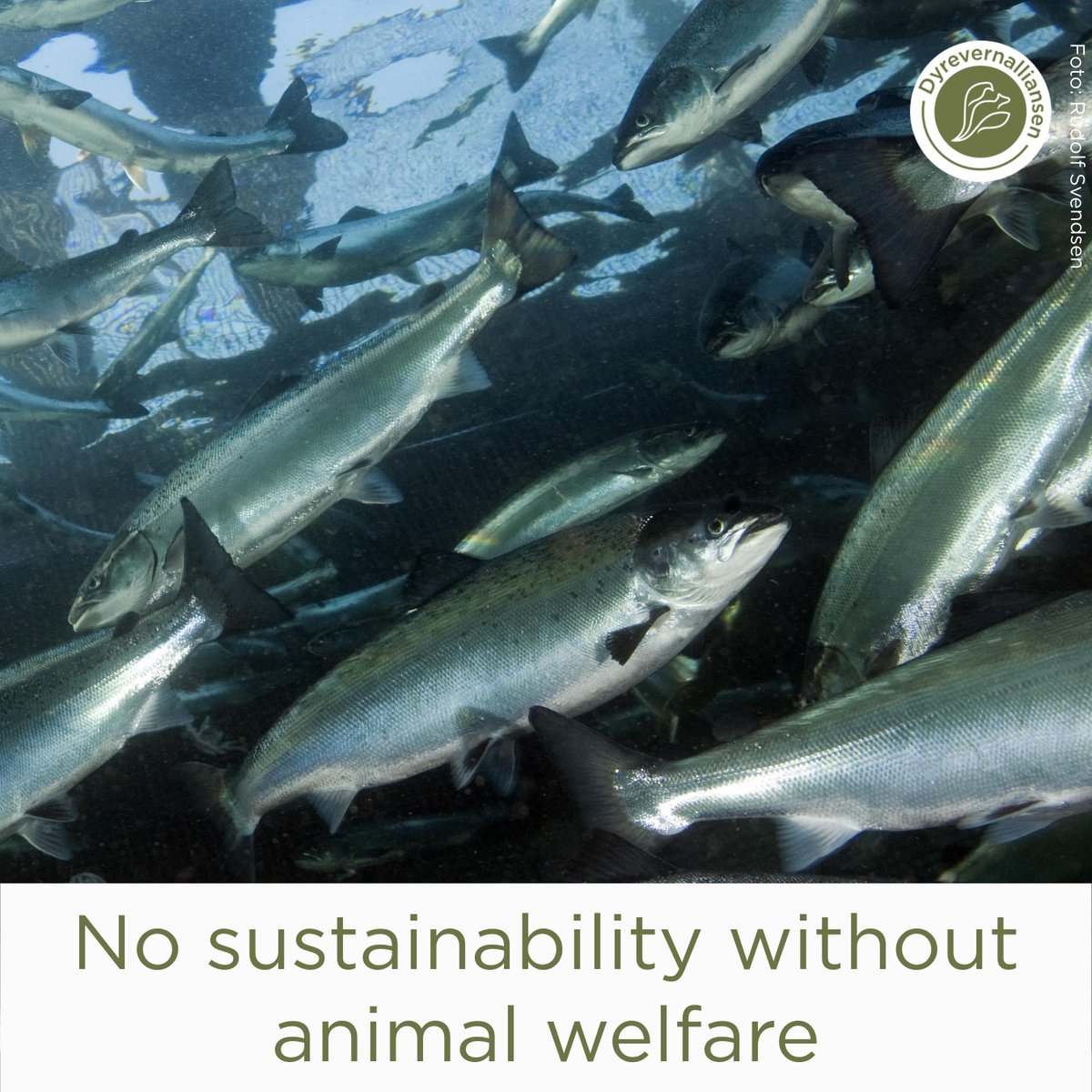 In the future food production should embody #AnimalWelfare &amp; #sustainability. How? <a href="/aquaticlifeins/">Aquatic Life Institute</a>   just released 2023 edition of “Benefits of Aquatic Animal Welfare for Sustainable Development Goals”. t.ly/91lNw <a href="/SDGSummit/">SDGSummit</a> <a href="/OsloSdg/">The Oslo SDG Initiative</a>