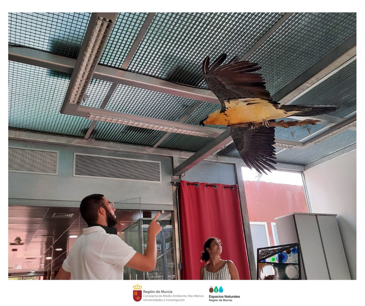 ElVallePR's tweet image. Si alguna vez te encuentras paseando por #ElVallePR y quieres hacer algo diferente, te invitamos a visitar el área de educación ambiental del #CRFS. Podrás descubrir la historia del quebrantahuesos o disfrutar de la expo. de fotografías &apos;Posidonia oceanica. Praderas de vida&apos; 📸🌱