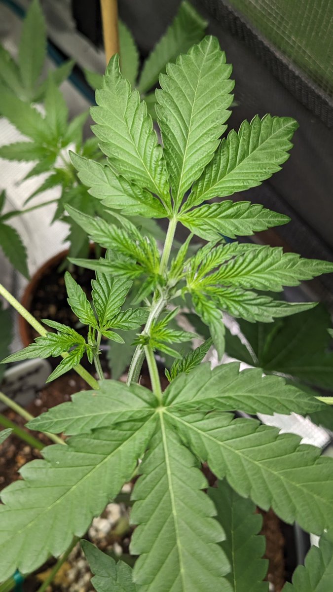 IGROWmids710's tweet photo. Nanu-nanu๐๐๐จ๐จ๐๐ #WakeNBake #growyourown #HomeGrown #3BearsOG #MagicKush #BlackberryAuto #Dosidos #auto https://t.co/ET5NxUoKR9
