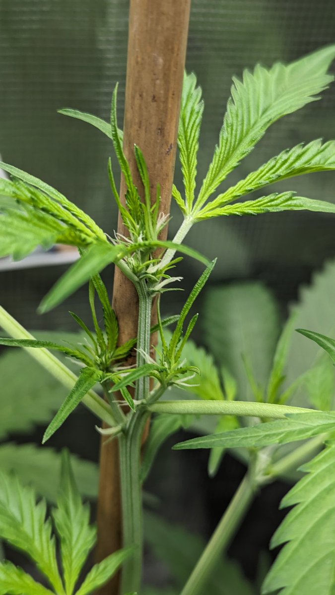IGROWmids710's tweet photo. Nanu-nanu๐๐๐จ๐จ๐๐ #WakeNBake #growyourown #HomeGrown #3BearsOG #MagicKush #BlackberryAuto #Dosidos #auto https://t.co/ET5NxUoKR9