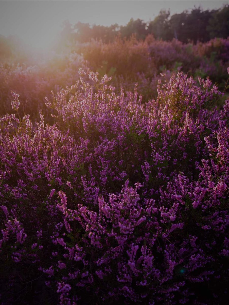 Ochtendzon🌞 #ameland #heide #hommels #septemberweer #indiansummer #eilandleven <a href="/LisetteOpTexel/">𝕃𝕚𝕤𝕖𝕥𝕥𝕖 𝕋𝕙𝕖𝕚𝕛𝕤𝕤𝕖𝕟</a> #vredig