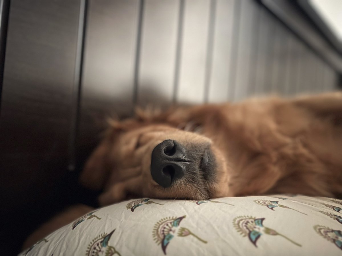Golden dreams on fluffy pillows. 🐶💤

@siddjose #morningview #goldenstarttotheday #dogtherapy #furgoblin #lucalove #dogsofinstagram #sniffingsnount #pawsonpillows #goldenmorning #happydog #flashesofdelight #myhappyplace