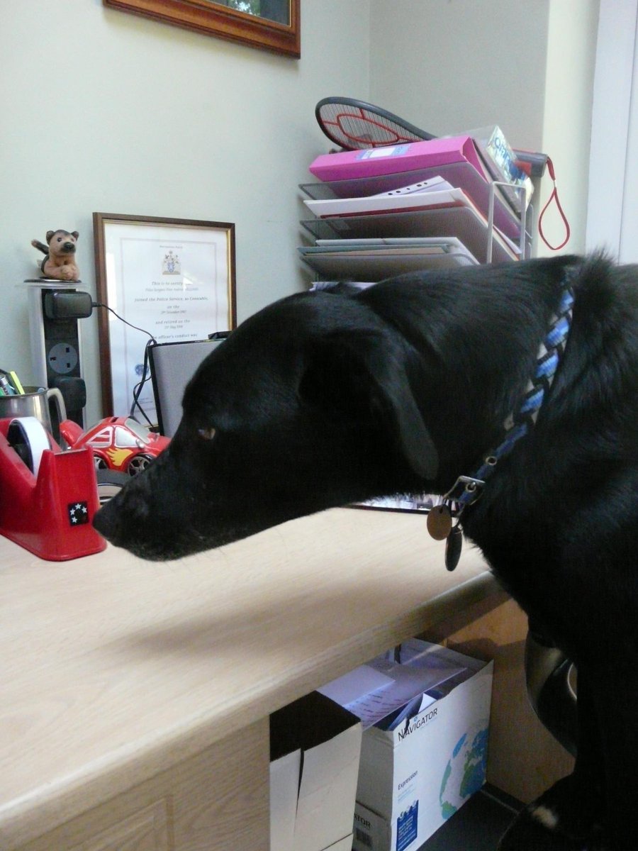 MerlinnotDesmo's tweet image. This was many, many, many years ago when huparents would go on holiday without me so I stayed with some friends. 

As you can see, I bossed it 😉

#ThrowbackThursday