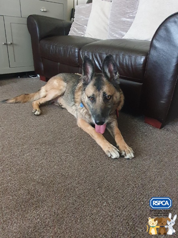 AdoptionsUk's tweet photo. VERY Urgent, please retweet to help Zeta find a loving foster home #LEEDS #UK
Sadly, diagnosed with bone cancer she only has a few weeks to live. 
If you only retweet one post today please share this to help find a special person for her🌟  
She should spend her last days in a home.
DETAILS or APPLY 👇https://t.co/YKjzXScJ3e…
#dogs #pets @RSPCA_official