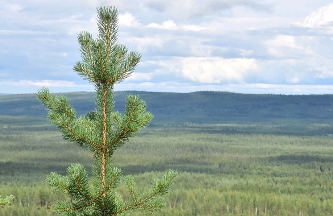 Sakari Alasuutari tweet media