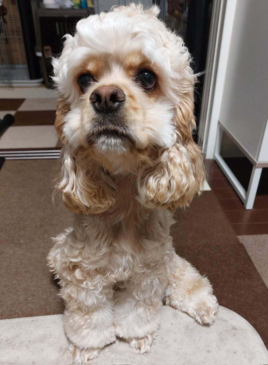 megu002's tweet photo. 今日は空瑠のお誕生日🎂🎉
ついに1歳になりました～🐶💓
初めてのお誕生日だけど、引越し直前&amp;パパ出張で不在の為お祝いは引越しが終わって落ち着いてからに😅
可愛い可愛い空瑠くん🐶
我が家に来てくれてありがとうね✨
お誕生日おめでとう😌💖

#アメリカンコッカースパニエル 
#アメコカかわいい党 https://t.co/dpquS016BI