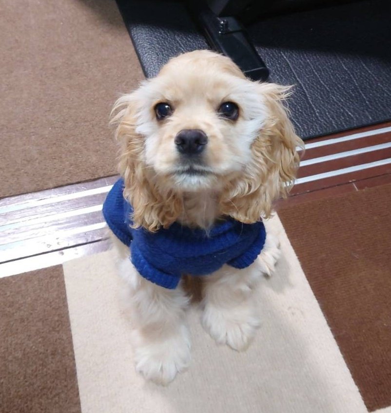 megu002's tweet photo. 今日は空瑠のお誕生日🎂🎉
ついに1歳になりました～🐶💓
初めてのお誕生日だけど、引越し直前&amp;パパ出張で不在の為お祝いは引越しが終わって落ち着いてからに😅
可愛い可愛い空瑠くん🐶
我が家に来てくれてありがとうね✨
お誕生日おめでとう😌💖

#アメリカンコッカースパニエル 
#アメコカかわいい党 https://t.co/dpquS016BI