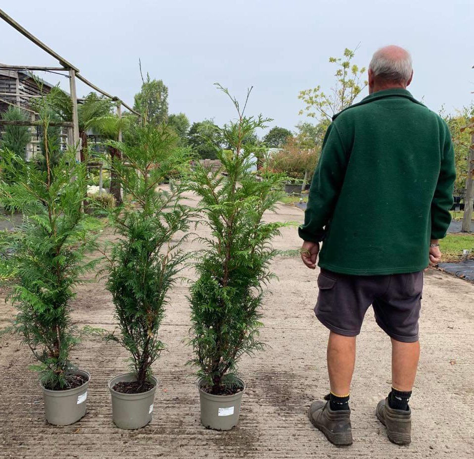#Peatfree Thuja plicata ‘Martin’ 125-150cm 5L Only £7.50 each + VAT Cash & Carry (CV23 9QQ). UK Delivery available. email lewis@bernhardsnurseries.co.uk, (No further discounts can be applied. Strictly this stock only limited availability and Trade customers only)