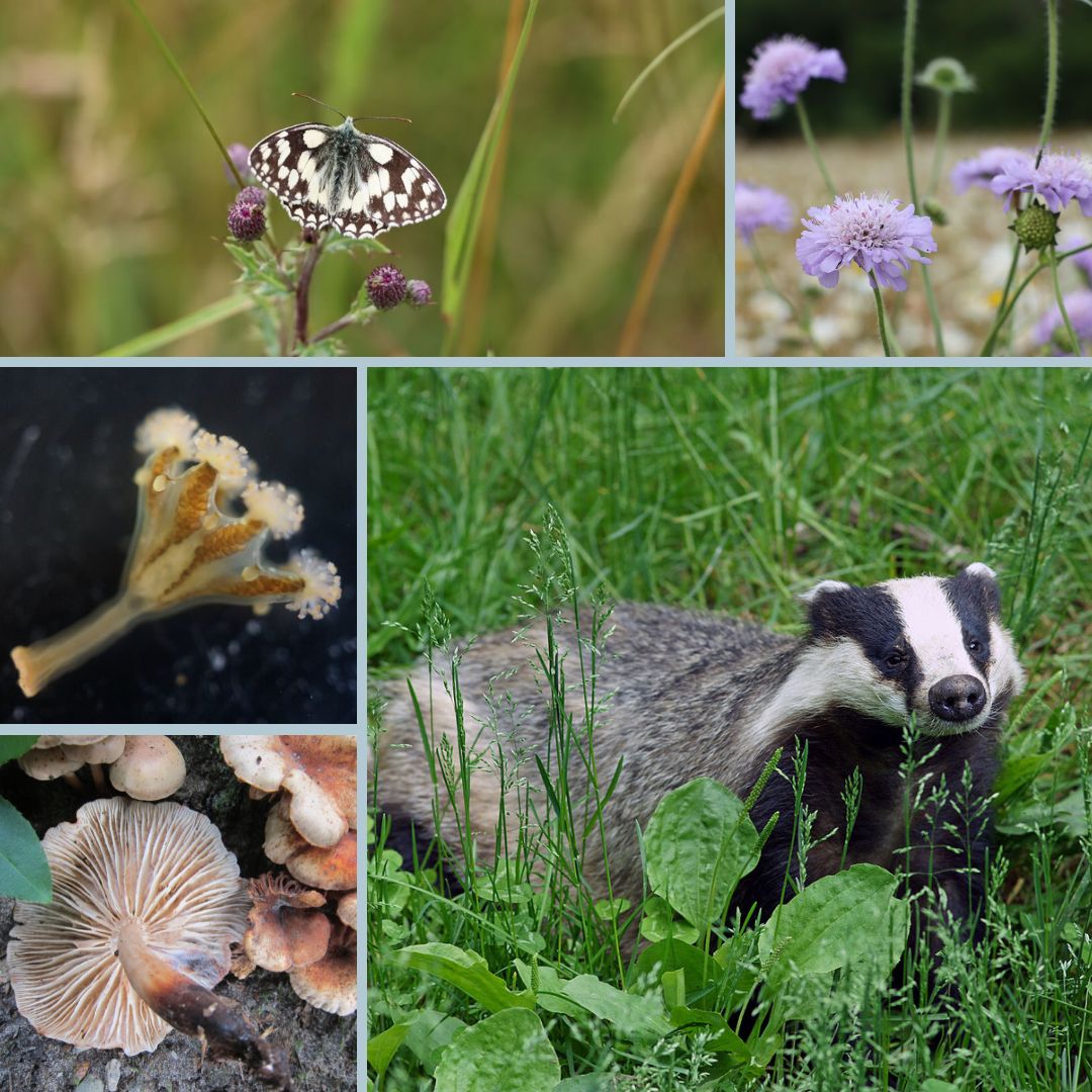 What do these 5 things have in common?

All of their DNA, along with 995 other species, has been sequenced to create 1,000 new, high-quality, reference #genomes contributing to #conservation efforts, drug discovery, &amp; studies into the #evolution of life 👇🏻
bit.ly/3RmWh0P