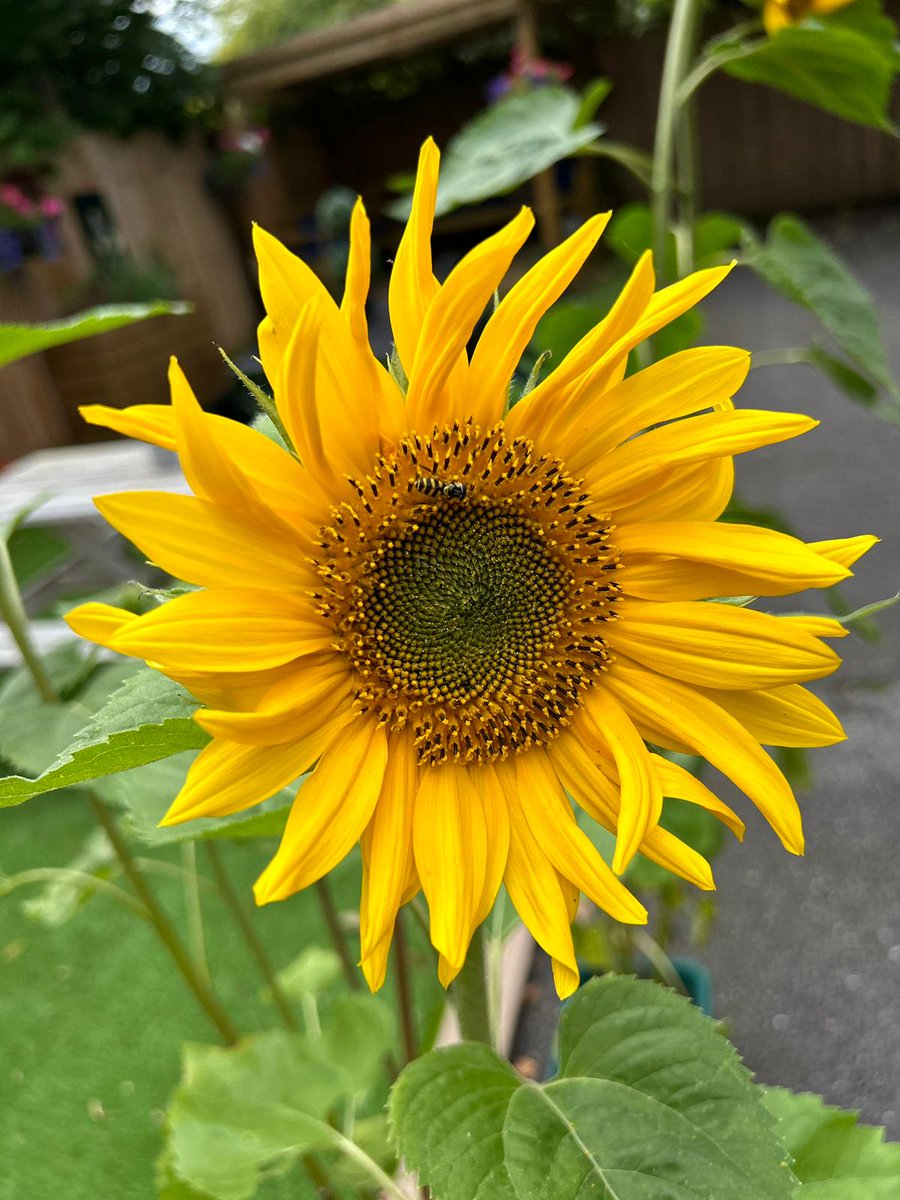 SIS_Dane_House tweet media