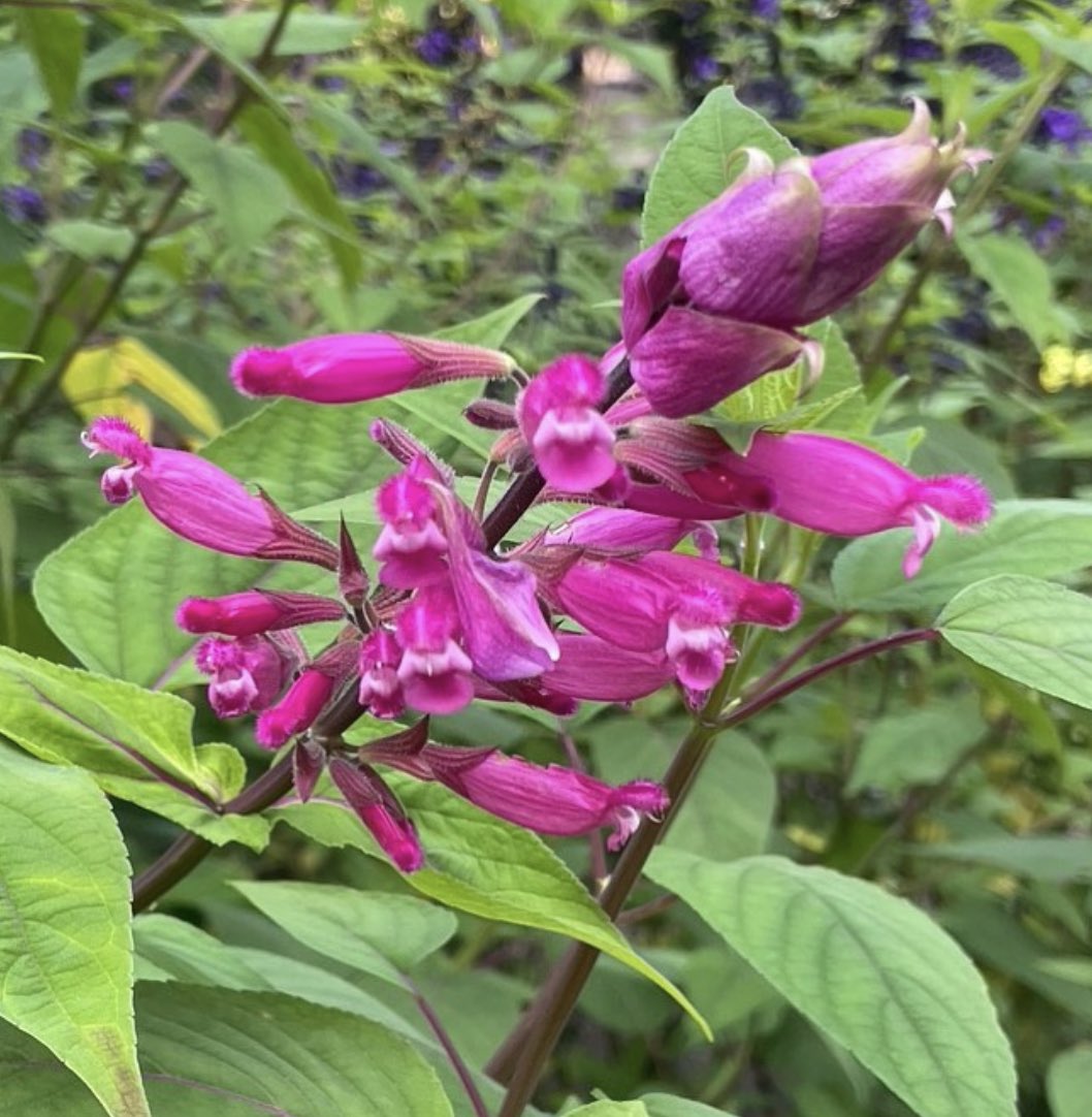 Salvia involucrata, Rosy-Leaf Sage, a favourite and a survivor of cold and wet winters. We are open 17-18 Sept, 2pm-5pm. Last entry to the House is 4pm. Homemade cakes and refreshments available.#kingstonbagpuizehouse #statelyhome #oxfordshire #gardens #weddings #downtonabbey