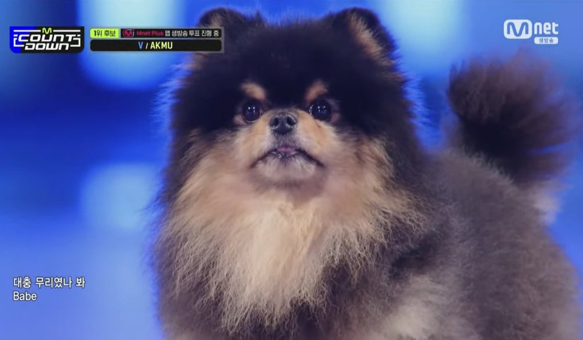 ladies and gentlemen kim yeontan, 5th generation leader, the global it dog, the it dog of dogs, the main pop dog, the main way paver