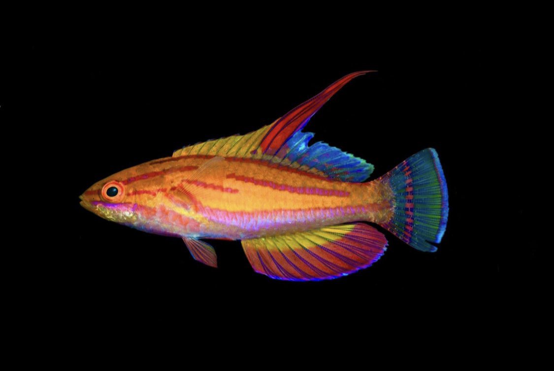 The new species is named after the wonderful and brilliant @Diploprion, ichthyology collections manager at @AustmusResearch. 6/9