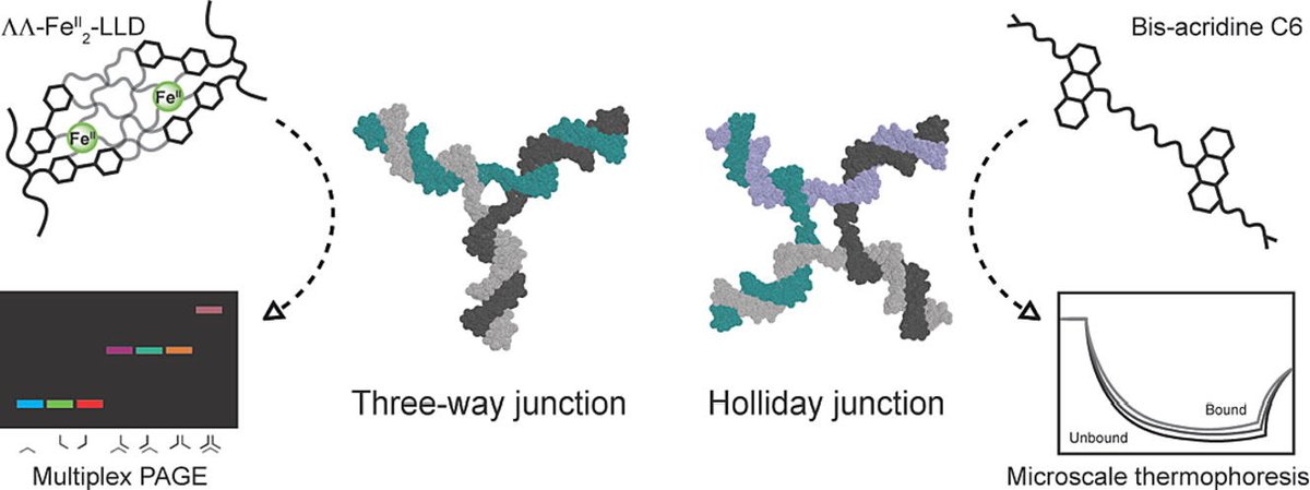 Andrew Kellett (@andrew_kellett) on Twitter photo Happy to share our Methods paper: Analysis of non-canonical three- and four-way DNA junctions doi.org/10.1016/j.ymet… 🧬🔬 👏Congrats to <a href="/B_McGorman/">Bríonna McGorman</a> <a href="/SimonPo18059691/">Simon Poole</a> <a href="/biometalusc/">Vázquez López Lab</a> 🇪🇸 <a href="/UniversidadeUSC/">USC</a> <a href="/ciqususc/">CiQUS</a> <a href="/IrishResearch/">We are now Research Ireland</a> <a href="/DCU_Research/">DCU Research</a> <a href="/DCUChemistry/">DCU School of Chemical Sciences</a> <a href="/NanoTemper/">NanoTemper</a> <a href="/SSPCentre/">SSPC</a> Happy to share our Methods paper: Analysis of non-canonical three- and four-way DNA junctions doi.org/10.1016/j.ymet… 🧬🔬 👏Congrats to <a href="/B_McGorman/">Bríonna McGorman</a> <a href="/SimonPo18059691/">Simon Poole</a> <a href="/biometalusc/">Vázquez López Lab</a> 🇪🇸 <a href="/UniversidadeUSC/">USC</a> <a href="/ciqususc/">CiQUS</a> <a href="/IrishResearch/">We are now Research Ireland</a> <a href="/DCU_Research/">DCU Research</a> <a href="/DCUChemistry/">DCU School of Chemical Sciences</a> <a href="/NanoTemper/">NanoTemper</a> <a href="/SSPCentre/">SSPC</a>