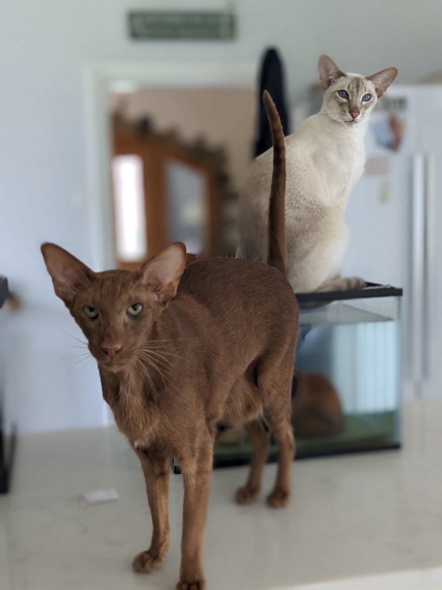 Walter.&.Jessie.Oriental 🐒🐯 tweet media