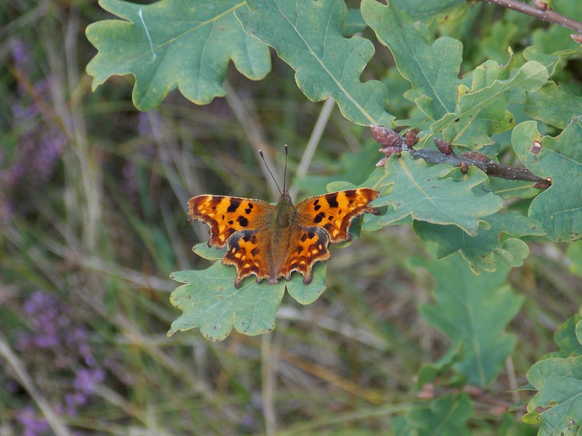 Our volunteer, Katie, did our first butterfly survey for this season at The Triangle and Freshfield Dune Heath! A late start but will be raring to go next year!
We’re eager to see how the hard work we’ve been putting in to restore the dune heath will benefit the wildlife 🦋🐝🌸