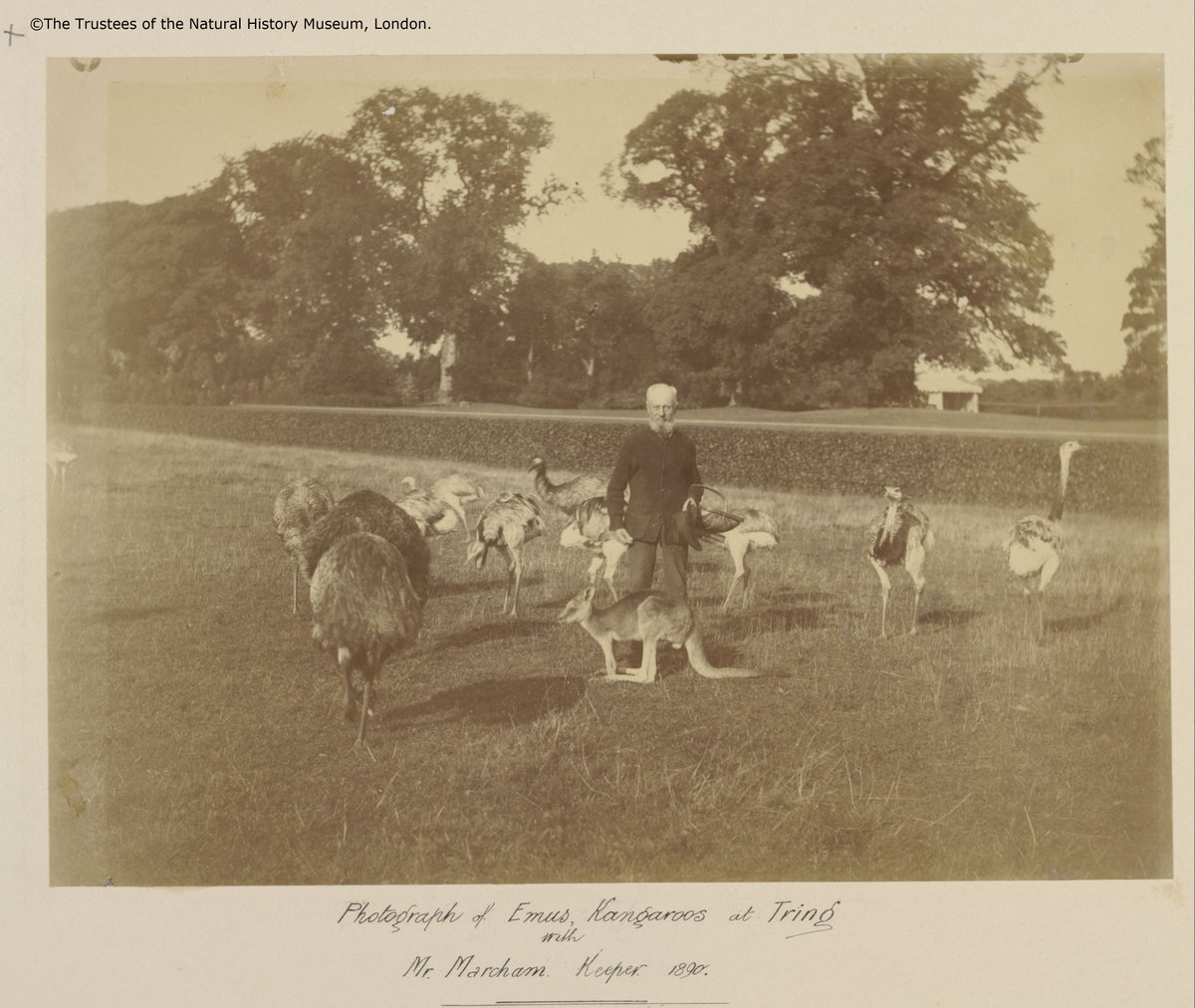 The first live Emus in Tring Park were a pair imported from Australia, given to Walter by Sir Cyril Flower (Lord Battersea) in 1890. They roamed the park alongside the rhea, cassowary and wallaby. This image shows some emu with a keeper, Mr Marcham around that time. #OTD