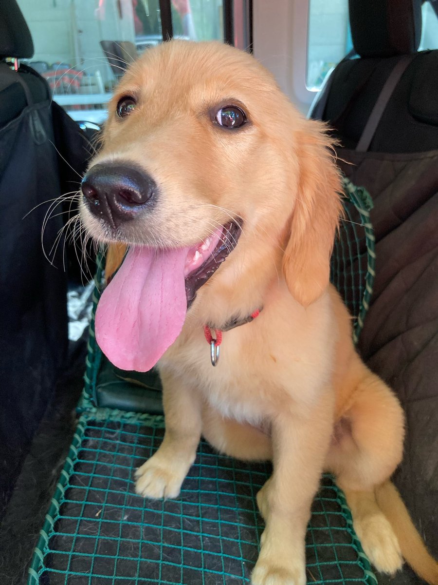myhoneyg_honey's tweet photo. Look it! My first time sharing on a #TongueOutTuesday! It’s my first one here! https://t.co/XDahW6tIad