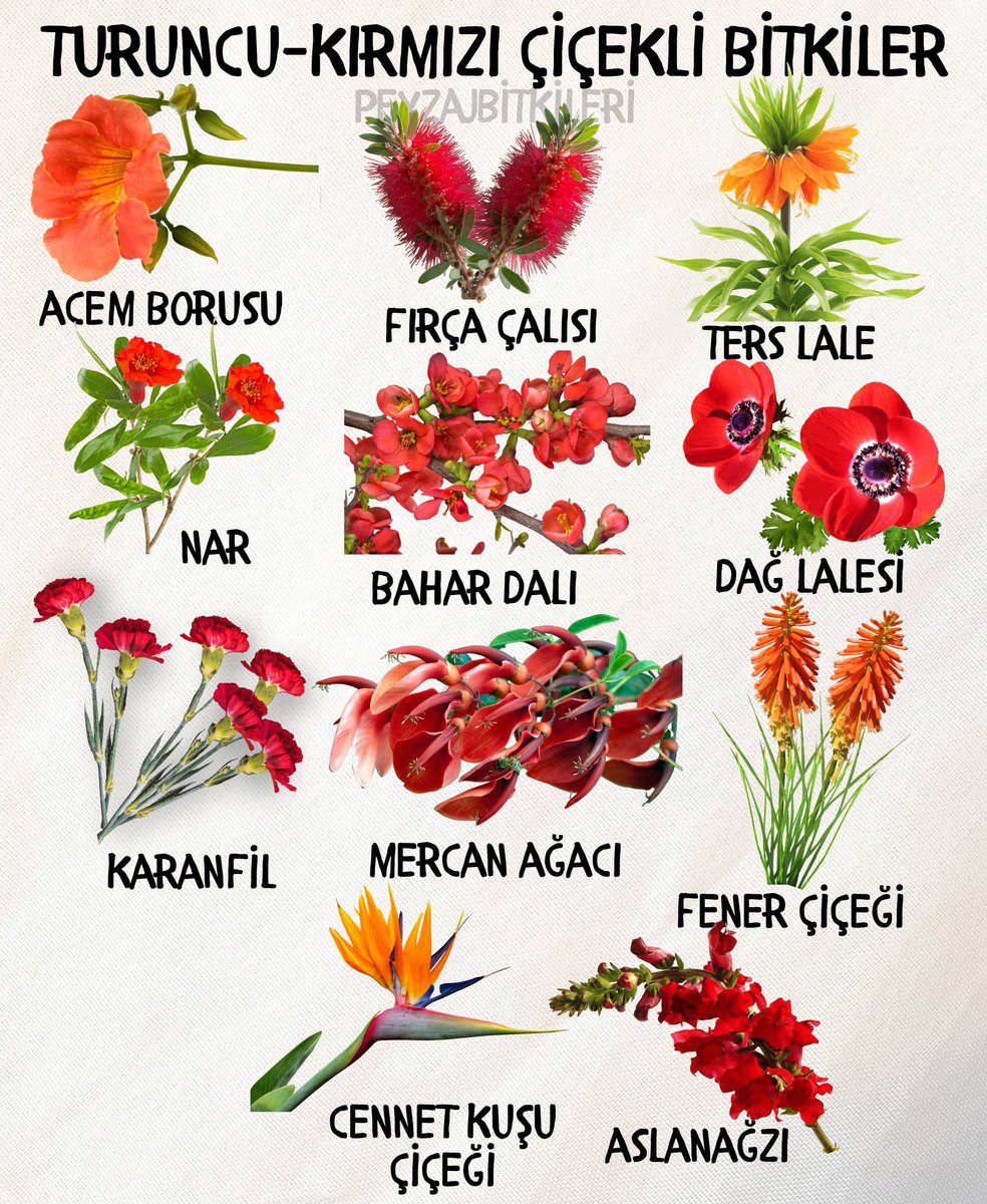 Turuncu ve kırmızı çiçekli bitkilerden en beğendiğiniz hangisi?🧡❤️