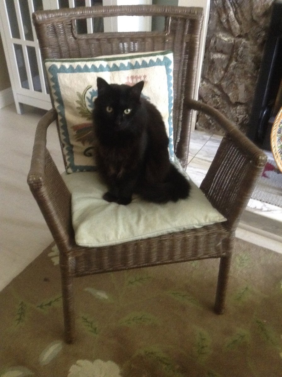 carol_e_ayer's tweet photo. This young lady brought a (live) mouse into the bedroom to play with--in the middle of the night. #cats #getacattheysaid #itllbefuntheysaid #ididntsignupforthis #themouseisokay https://t.co/19zflqL54C