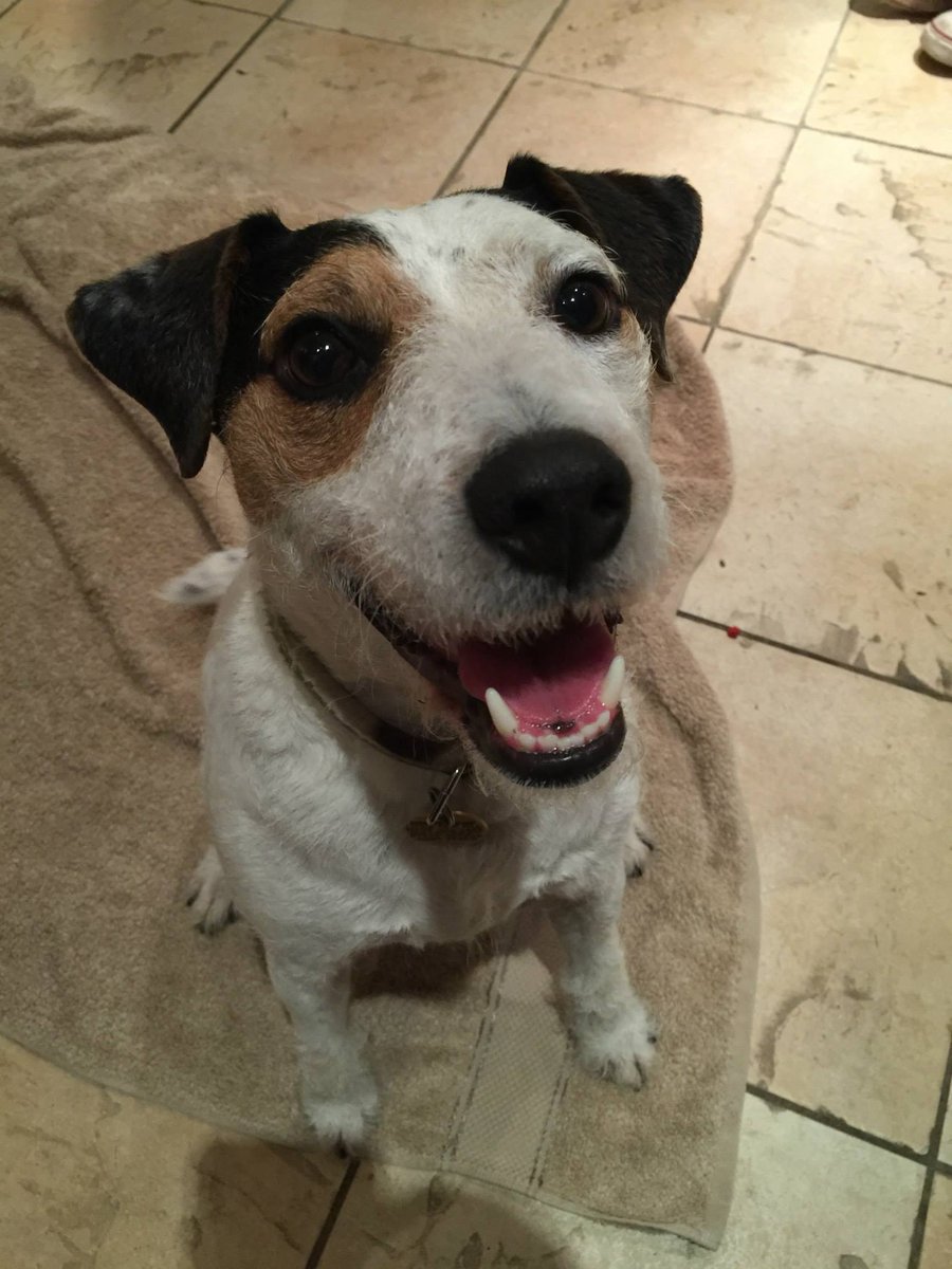 Please retweet to help Jake find a home #EPSOM #SURREY #UK 
Parsons Terrier aged 12. He has been in the rescue centre for 10 years!! He does have some behaviours and needs an experienced adult home that can care for a dog with special needs. He can chase his tail when he is