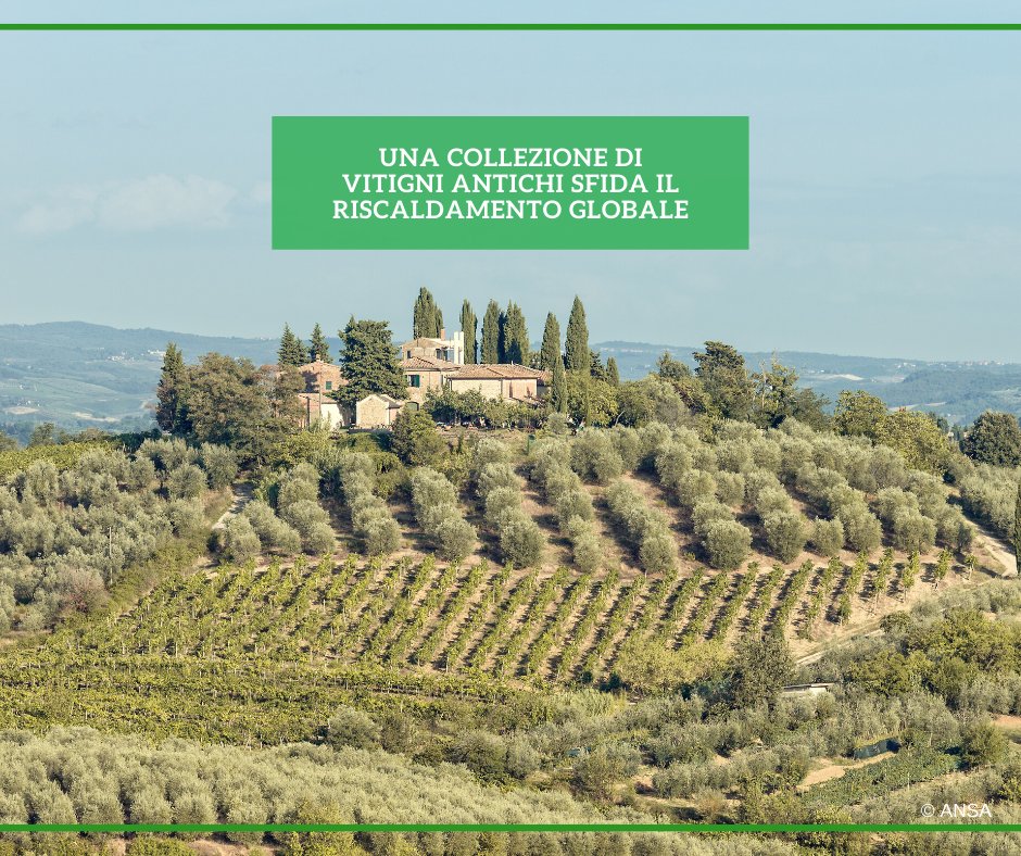 Ansa_TerraGusto's tweet image. Alla riscoperta delle #uve tipiche finite nel dimenticatoio per rispondere alla sfida del cambiamento climatico. È la sfida colta dalla Collezione ampelografica di Grinzane Cavour, nelle #Langhe.
#ANSATerraGusto 
➡ bit.ly/3RiQaKW